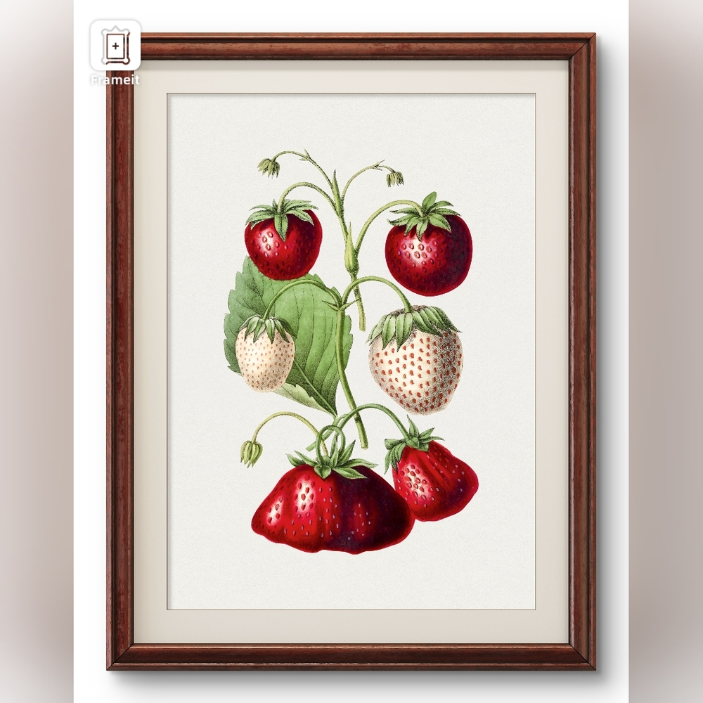 Botanical Strawberry Art Print